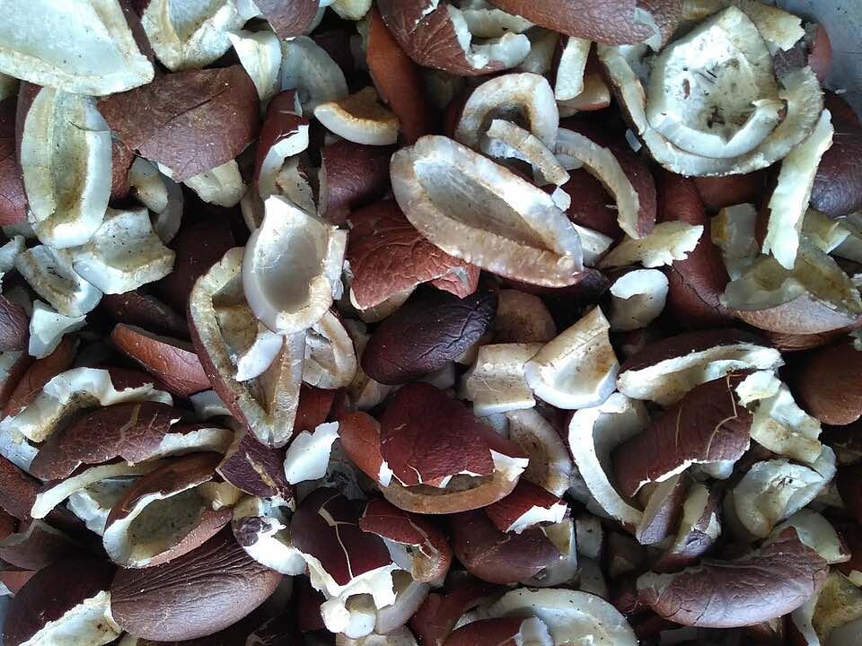Temporary close-up photo of dry copra