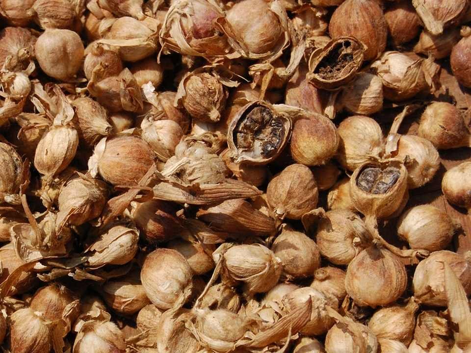 Temporary close-up photo of dried Java cardamom fruits