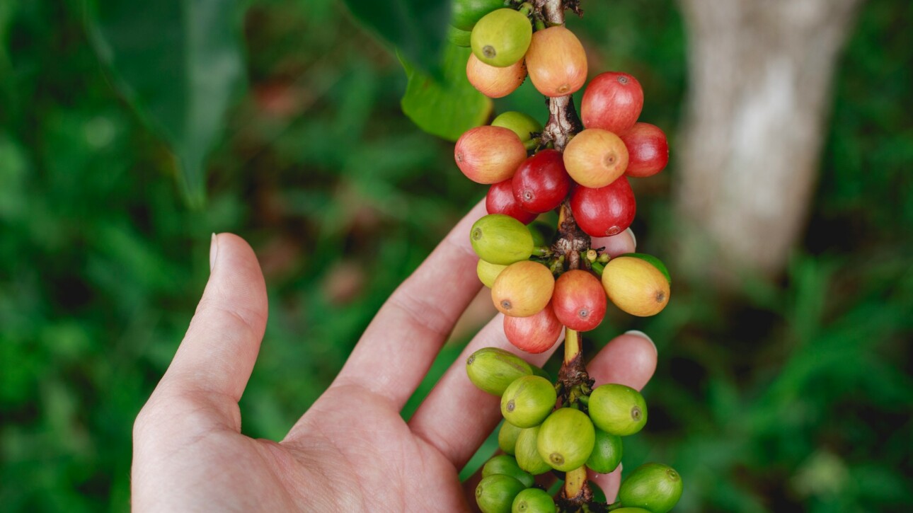 benefits of Indonesian coffee