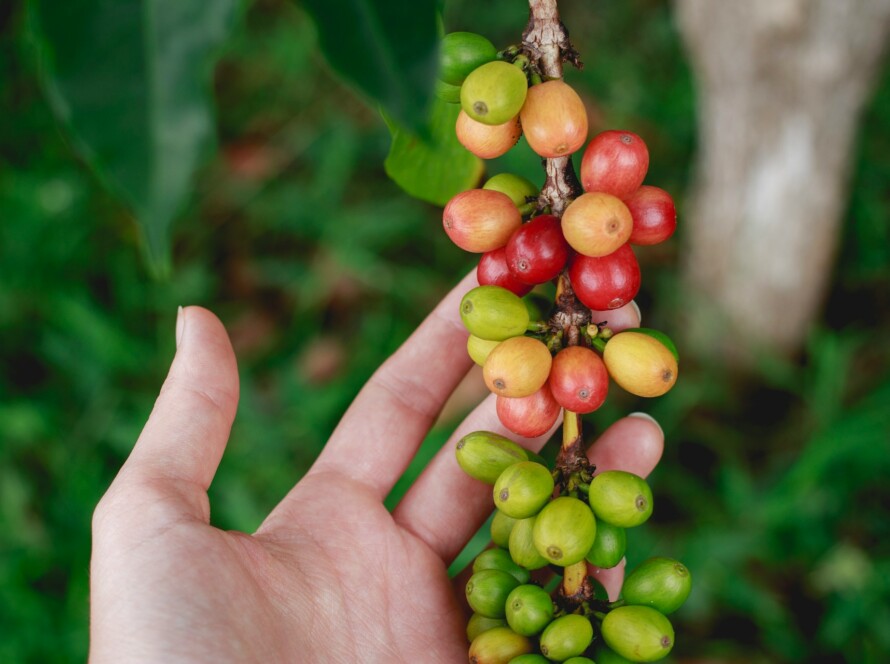 benefits of Indonesian coffee